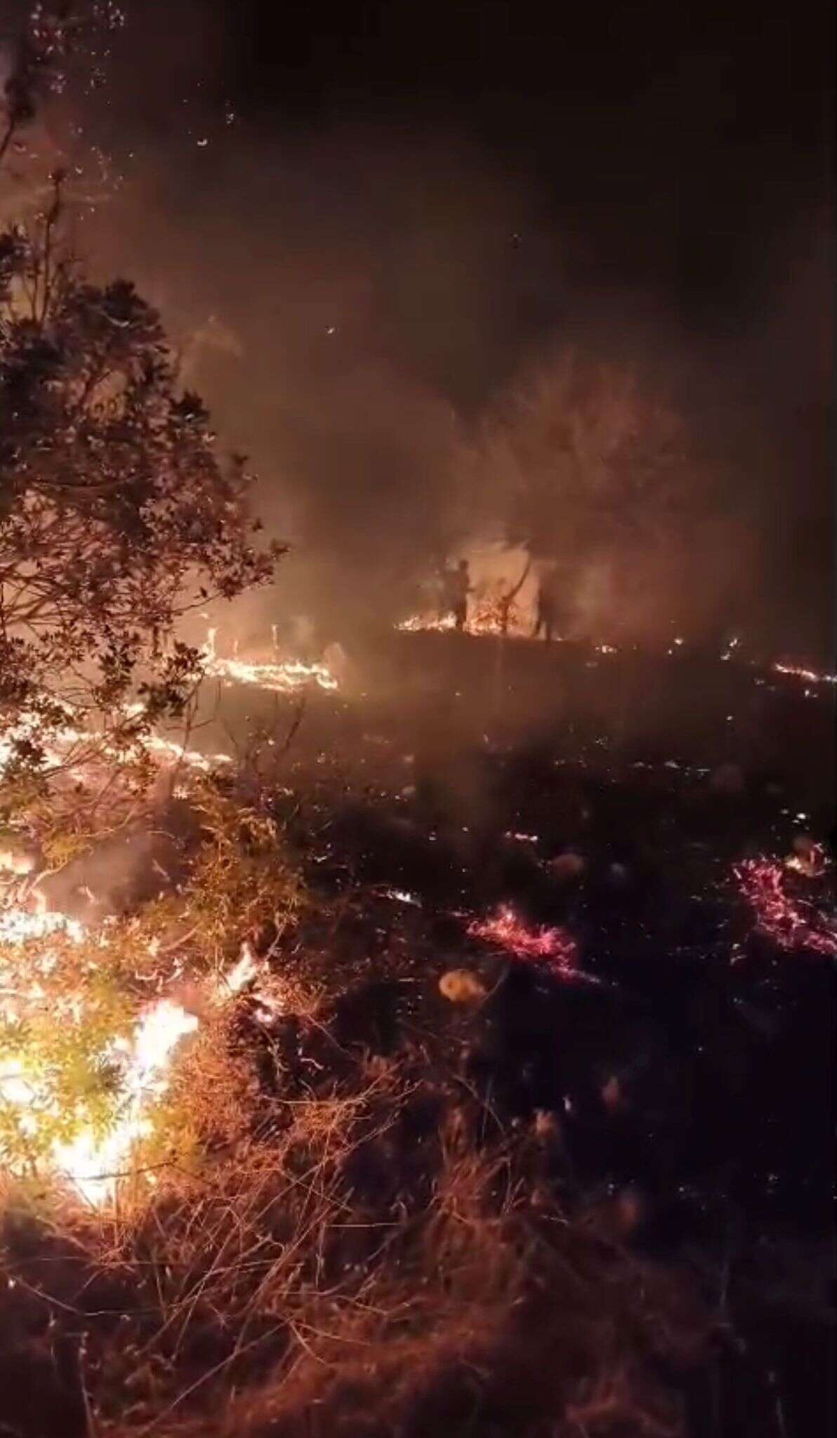 Milas’ta Gece Saatlerinde Arazi Yangını! Ekipler Seferber Oldu 2